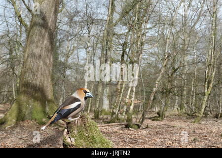 Hawfinch Coccothraustes coccothraustes (männlich) im Lebensraum Wald von Dean, Gloucestershire, Großbritannien Stockfoto