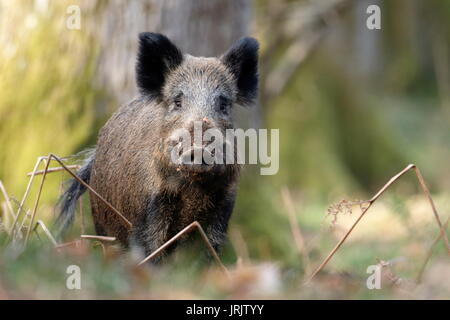 Wildschwein (Sus scrofa), Wald von Dean, Gloucestershire, Großbritannien Stockfoto