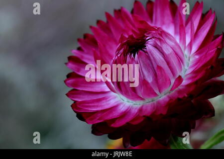 strawflower Stockfoto