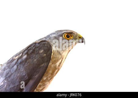 Closeup Besra oder wenig Sperber (Accipiter virgatus) Stockfoto