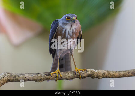 Besa oder wenig Sperber (Accipiter virgatus) Stehend auf Zweig Stockfoto