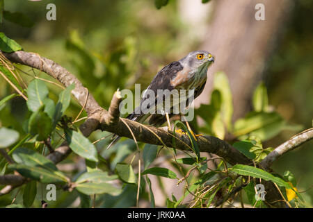 Besa oder wenig Sperber (Accipiter virgatus) Stehend auf Zweig Stockfoto