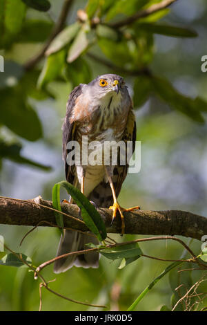 Besa oder wenig Sperber (Accipiter virgatus) Stehend auf Zweig Stockfoto