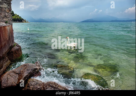 Wunderschönes Wasser Landschaft mit einem Schwan in Sirmione am Gardasee, Italien. An einem sonnigen Sommertag. Die horizontalen Rahmen. Stockfoto