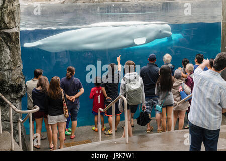 Beluga Whale Interaktion mit Besucher im Mystic Aquarium & Institut für Exploration Stockfoto