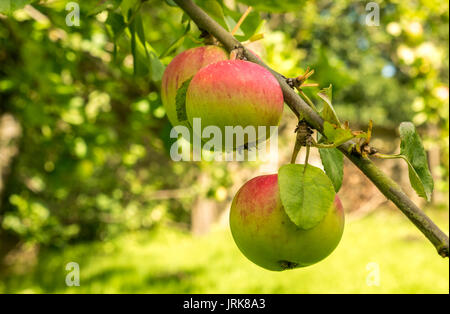 Nahaufnahme von Äpfel wachsen auf apple tree im Obstgarten auf sonnigen Sommertag in Schottland, Großbritannien Stockfoto