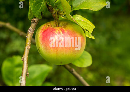 In der Nähe von Einzelnen essen Apple wächst an apple tree in Orchard an einem sonnigen Tag Sommer, Schottland, Großbritannien Stockfoto