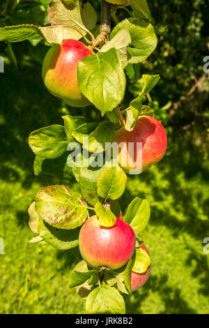 In der Nähe von essen Äpfel wachsen auf apple tree im Obstgarten auf sonnigen Sommertag in Schottland, Großbritannien Stockfoto