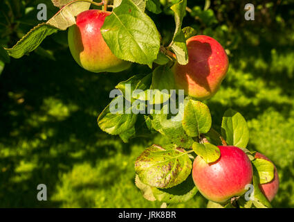 In der Nähe von essen Äpfel wachsen auf apple tree im Obstgarten auf sonnigen Sommertag in Schottland, Großbritannien Stockfoto