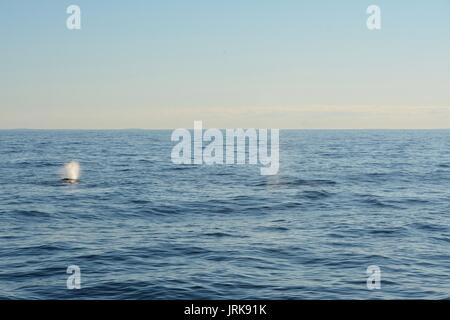 Right Wale gesichtet Schwimmen aus Provincetown, Cape Cod, während auf einem Boston, MA Whale Watch bei Sonnenuntergang während eines New England Sommer Stockfoto