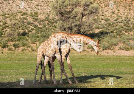 Zwei südlichen Giraffen (Giraffa giraffa), kämpfende Männer, Regenzeit mit grüner Umgebung, Kalahari Wüste Stockfoto