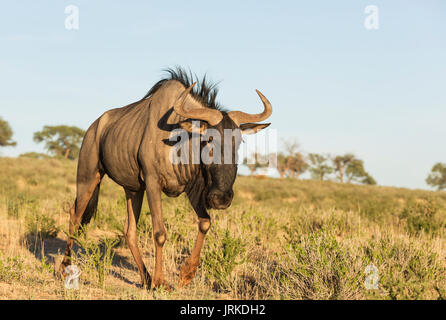 Streifengnu (connochaetes Taurinus), Roaming, Kalahari Wüste, Kgalagadi Transfrontier Park, Südafrika Stockfoto