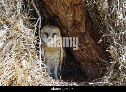 Schleiereule (Tyto alba), männlich in seinem Nest im Baum, Kalahari Wüste, Kgalagadi Transfrontier Park, Südafrika Stockfoto