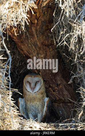 Schleiereule (Tyto alba), männlich in seinem Nest im Baum, Kalahari Wüste, Kgalagadi Transfrontier Park, Südafrika Stockfoto