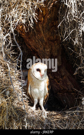Schleiereule (Tyto alba), männlich in seinem Nest im Baum, Kalahari Wüste, Kgalagadi Transfrontier Park, Südafrika Stockfoto