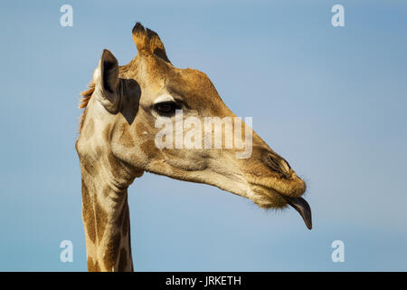 Südliche Giraffe (Giraffa giraffa), Weibliche heraus Ihre Zunge, Nahaufnahme, Porträt, Kalahari Wüste Stockfoto