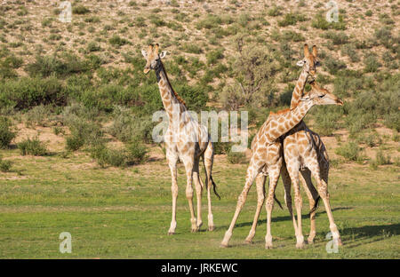 Drei südlichen Giraffen (Giraffa giraffa), kämpfende Männer, Regenzeit mit grüner Umgebung, Kalahari Wüste Stockfoto