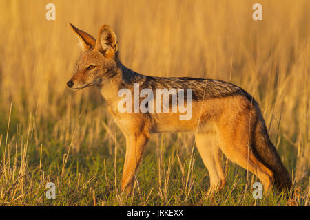 Black-backed Jackal (Canis mesomelas), Wandern im Grünland, Kalahari Wüste, Kgalagadi Transfrontier Park, Südafrika Stockfoto