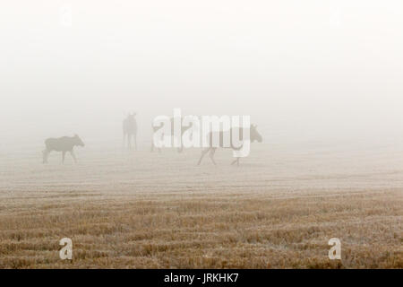 Elch Kuh mit Kalb und zwei Stiere im Nebel auf ein Feld in der hirschbrunft Zeitraum Stockfoto