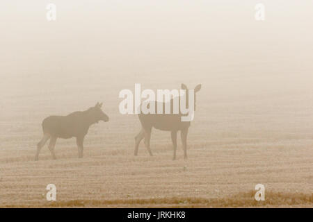 Elch Kuh mit Kalb im Nebel in einem Feld Stockfoto