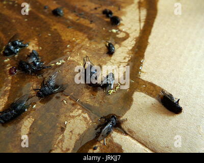 Fliegen auf sticky Fly Papier Falle gefangen Stockfoto