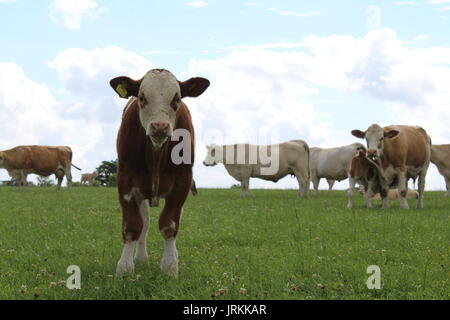 Simmental kalben außerhalb auf Gras Stockfoto