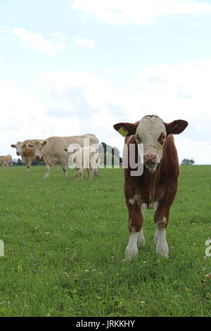 Simmental kalben außerhalb auf Gras Stockfoto