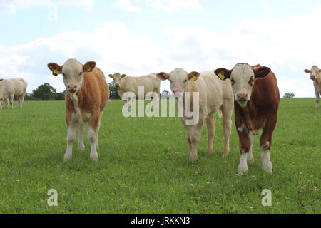 Gruppe von Kälbern in Feld Stockfoto