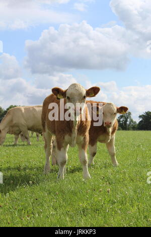 Simmental kalben außerhalb auf Gras Stockfoto