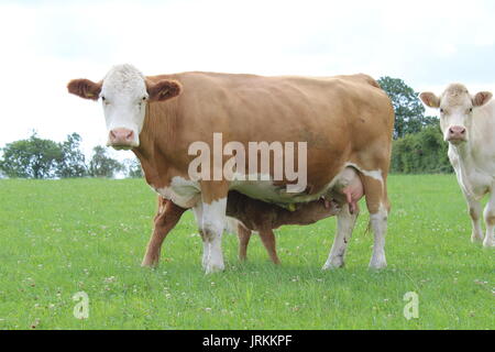 Kalb trinken Milch von Kuh Stockfoto