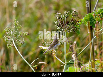 Fitis Fütterung auf seedhead Stockfoto