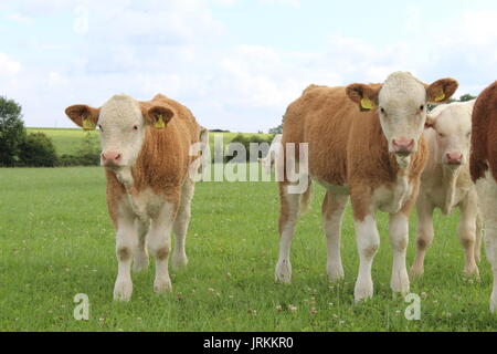 Simmental kalben außerhalb auf Gras Stockfoto