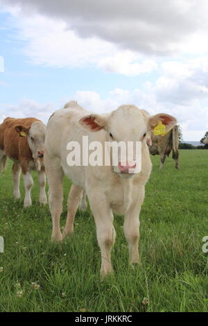 Charolais Kalb und Freunde Stockfoto