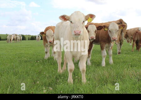 Charolais Kalb und Freunde Stockfoto