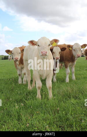 Charolais Kalb und Freunde Stockfoto