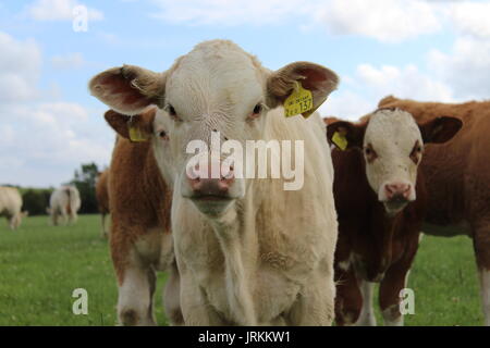 Charolais Kalb und Freunde Stockfoto