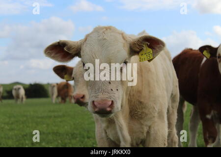 Charolais Kalb und Freunde Stockfoto