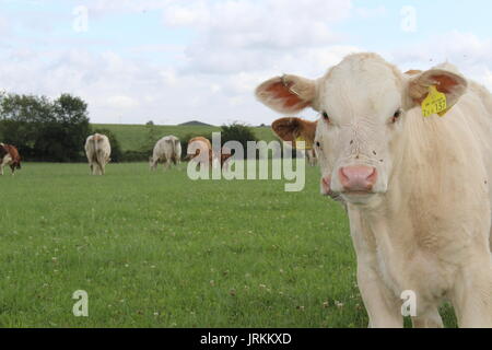 Charolais Kalb und Freunde Stockfoto