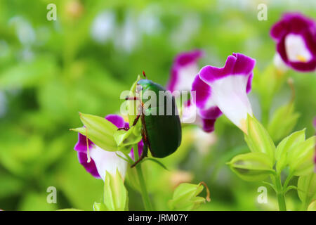 Grüne Käfer sitzen auf Lila Blume Stockfoto