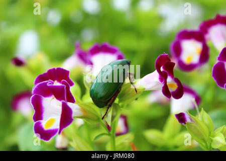 Grüne Käfer sitzen auf Lila Blume Stockfoto