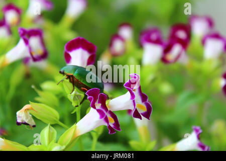 Grüne Käfer sitzen auf Lila Blume Stockfoto