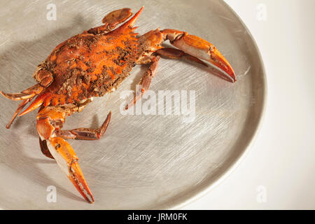 Weibliche Blue Crab (s) mit Gewürzen in der traditionellen Maryland Art und Weise gedämpft Stockfoto