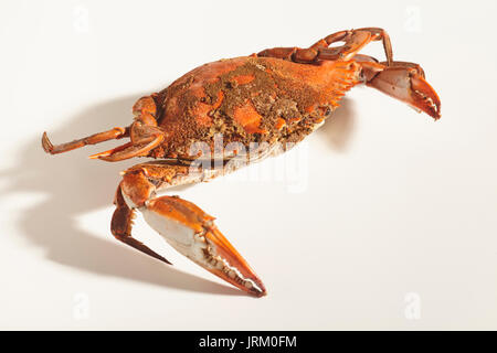 Weibliche Blue Crab (s) mit Gewürzen in der traditionellen Maryland Art und Weise gedämpft Stockfoto