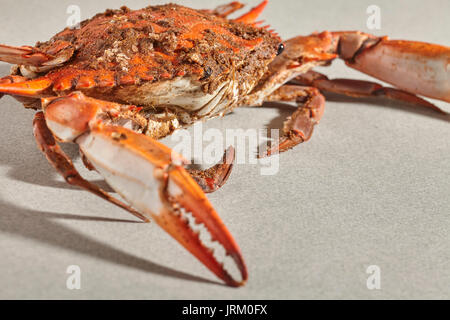 Weibliche Blue Crab (s) mit Gewürzen in der traditionellen Maryland Art und Weise gedämpft Stockfoto