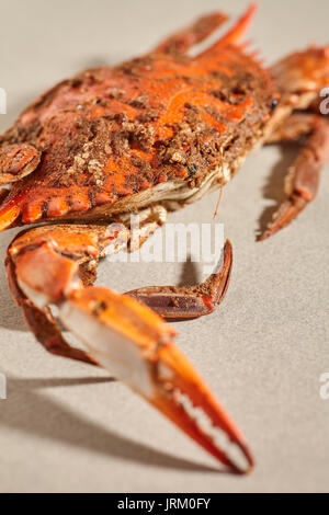 Weibliche Blue Crab (s) mit Gewürzen in der traditionellen Maryland Art und Weise gedämpft Stockfoto