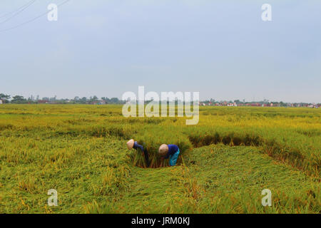 HAI DUONG, VIETNAM, SEPTEMBER 18: Vietnamesische Bäuerin Ernte auf einem Reisfeld am 18. September 2014 in Hai Duong, Vietnam. Der Reisanbau ist ein Stockfoto