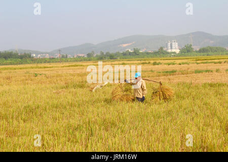 HAI DUONG, VIETNAM, Oktober 26: unbekannter Mann Reis Bundles bringen und pflanzen Reis innerhalb der Lagune am 26. Oktober 2014 in Hai Duong, Vietnam. Stockfoto