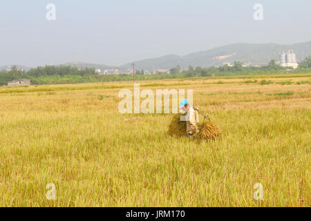 HAI DUONG, VIETNAM, Oktober 26: unbekannter Mann Reis Bundles bringen und pflanzen Reis innerhalb der Lagune am 26. Oktober 2014 in Hai Duong, Vietnam. Stockfoto