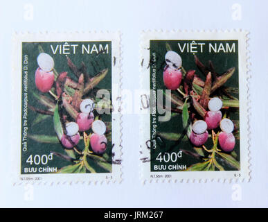 VIETNAM - ca. 2001: einen Stempel in Vietnam gedruckt zeigt podocarpus Obst, ca. 2001 Stockfoto