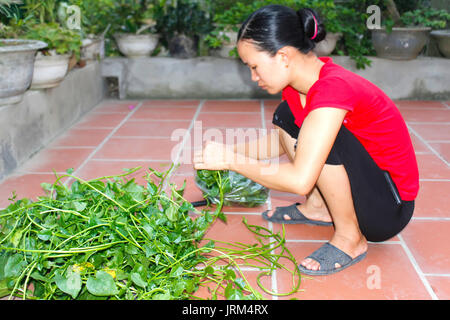 HAI DUONG, VIETNAM, AUGUST, 20.: asiatische Frau Gemüse Kommissionierung auf August 20, 2014 in Hai Duong, Vietnam. Stockfoto